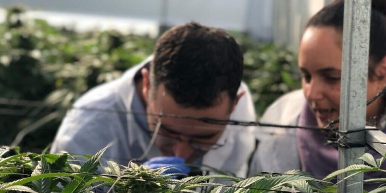 Israeli startup aims to light medical cannabis patients’ way through hazy system