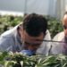 Israeli startup aims to light medical cannabis patients’ way through hazy system