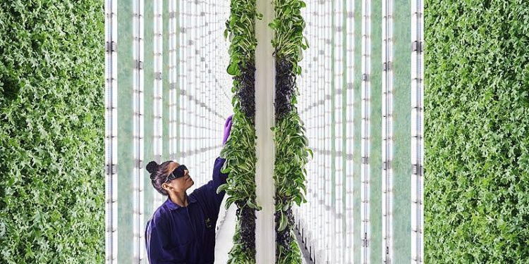 Plenty blooms with $400M as vertical farming startups address food shortages