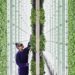 Plenty blooms with $400M as vertical farming startups address food shortages