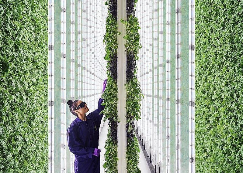 Plenty blooms with $400M as vertical farming startups address food shortages