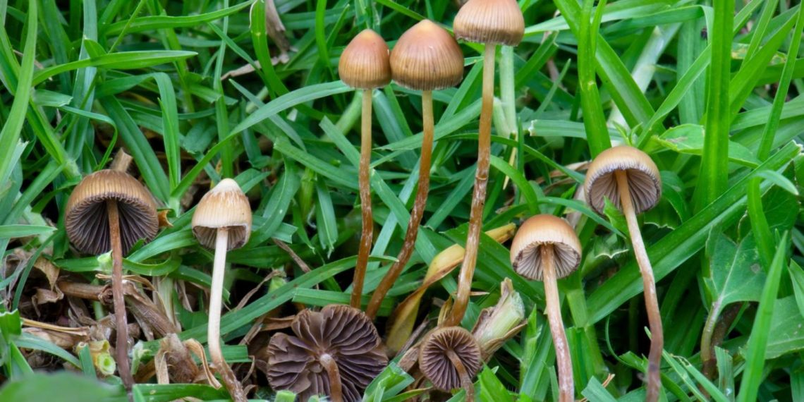 Israeli startup bringing psychedelics to your medicine cabinet