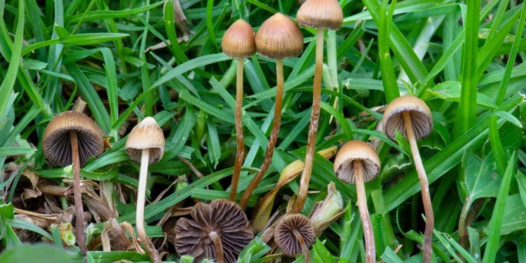 Israeli startup bringing psychedelics to your medicine cabinet
