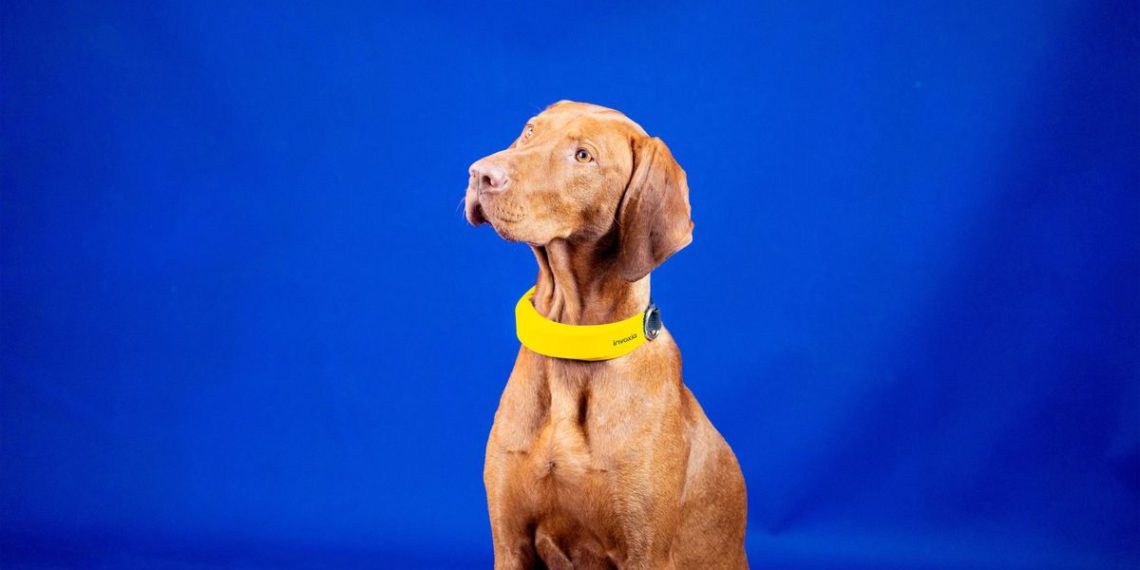 This smart collar wants to be an Apple Watch for your dog
