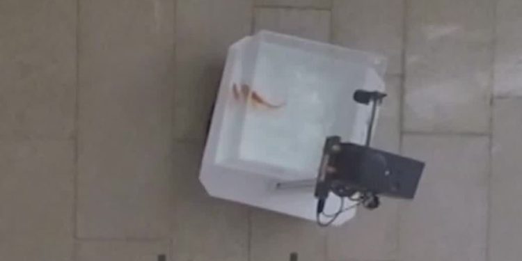 WATCH: Researchers in Israel train goldfish to ‘drive’ robotic water tanks