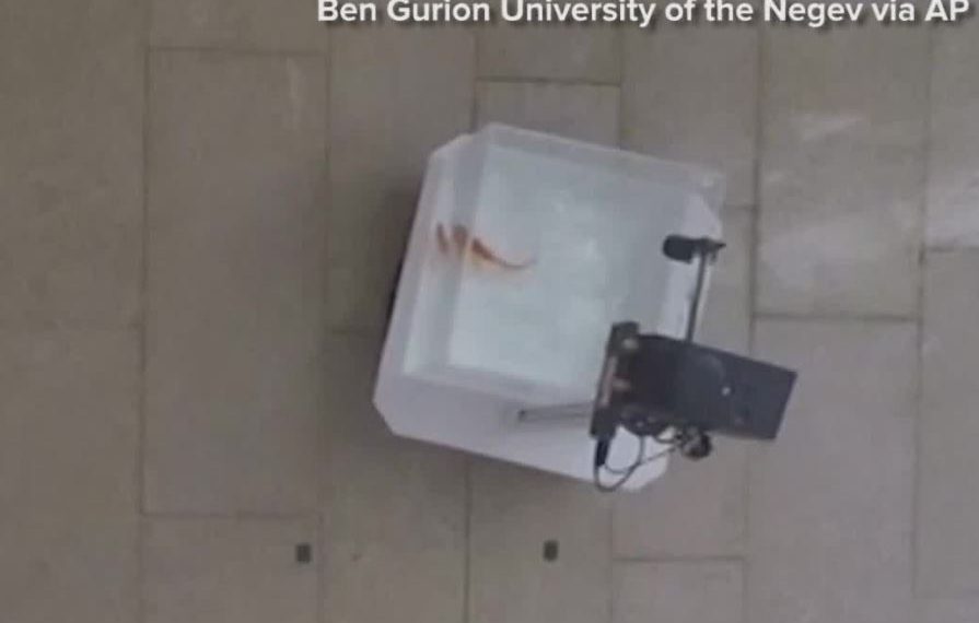 WATCH: Researchers in Israel train goldfish to ‘drive’ robotic water tanks