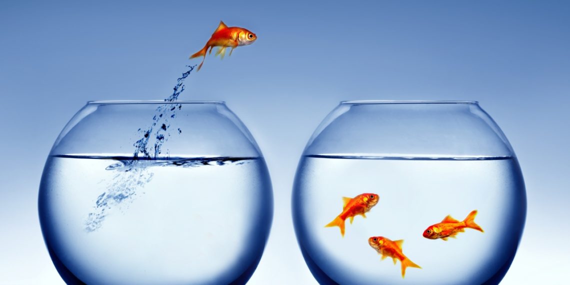 Next-level science: Goldfish successfully DRIVES a tiny robotic car on land!