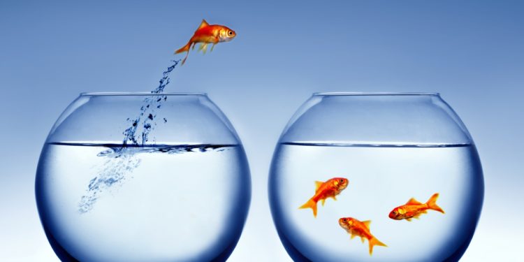 Next-level science: Goldfish successfully DRIVES a tiny robotic car on land!
