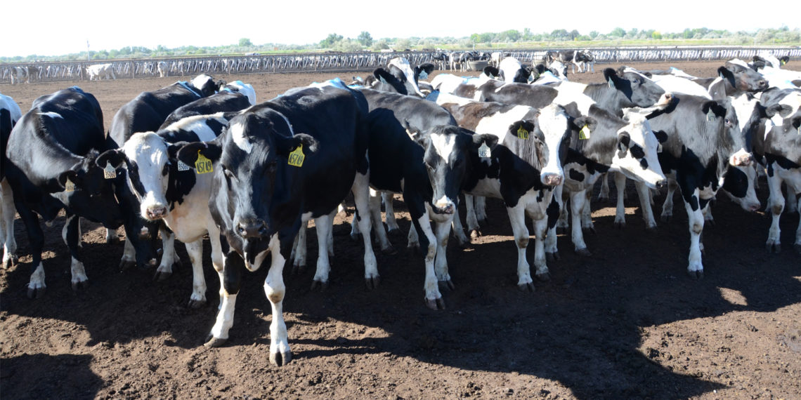 Startup aims at waste-to-energy opportunity