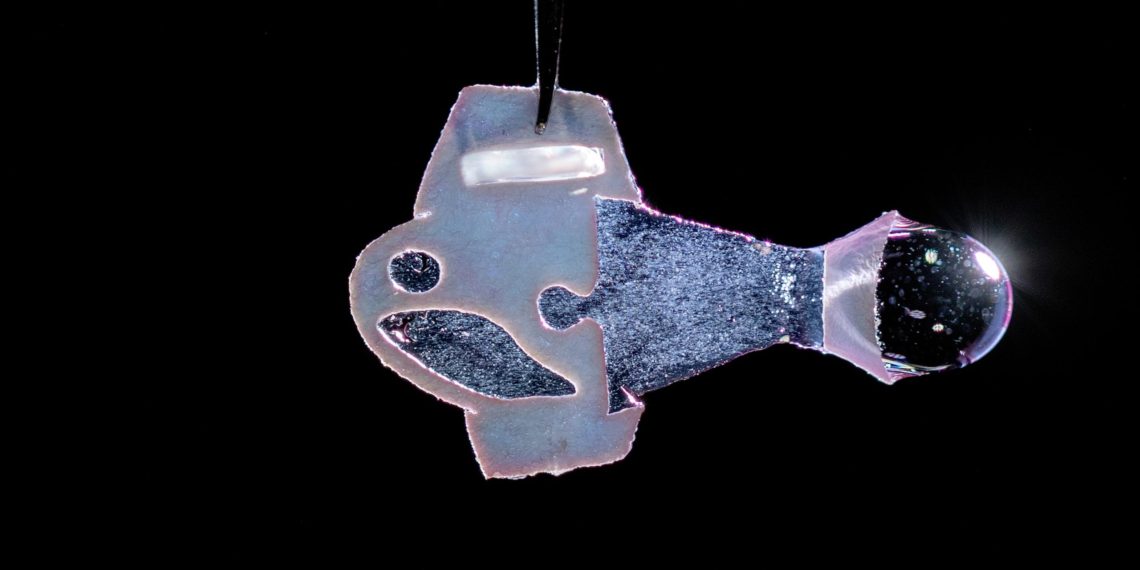 Autonomously Swimming Biohybrid Fish Made From Human Cardiac Cells Reveals Insights Into Heart Physiology