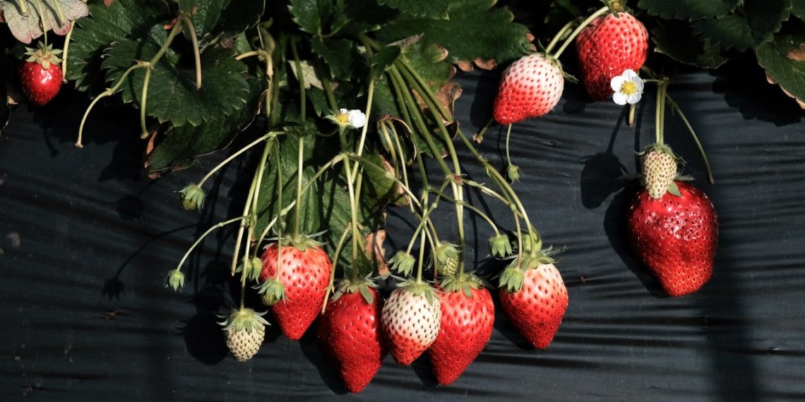 The Elusive Hunt for a Robot That Can Pick a Ripe Strawberry