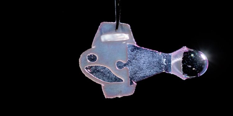 Biorobot made from heart cells ‘swims’