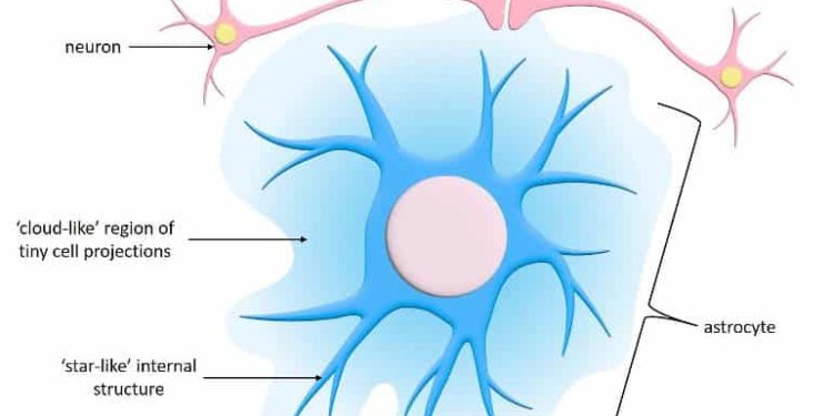 Astrocytes Display Unique Activity Patterns
