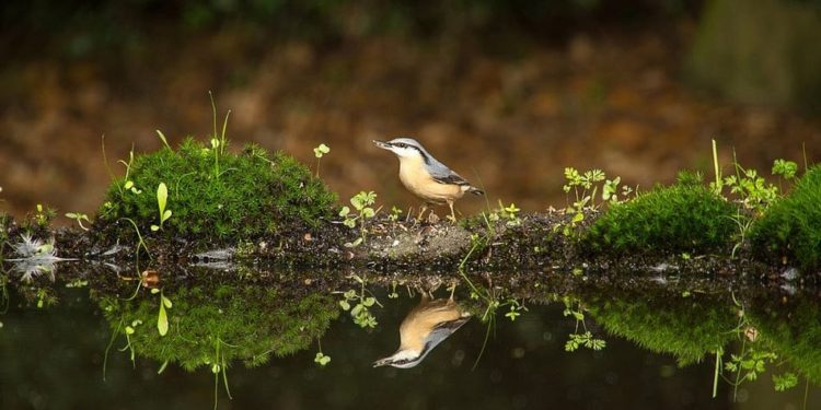 AI Experts Develop Big Data Approach for Wildlife Preservation