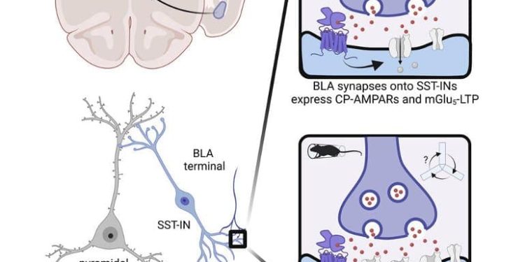Understanding the Molecules and Brain Circuits Recruited by Stressful Experience