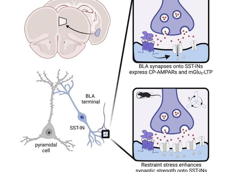 Understanding the Molecules and Brain Circuits Recruited by Stressful Experience