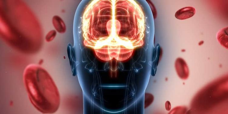 A New Atlas of Cells That Carry Blood to the Brain