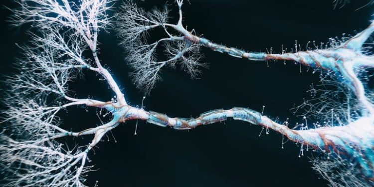 Dendrites May Help Neurons Perform Complicated Calculations