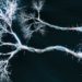 Dendrites May Help Neurons Perform Complicated Calculations