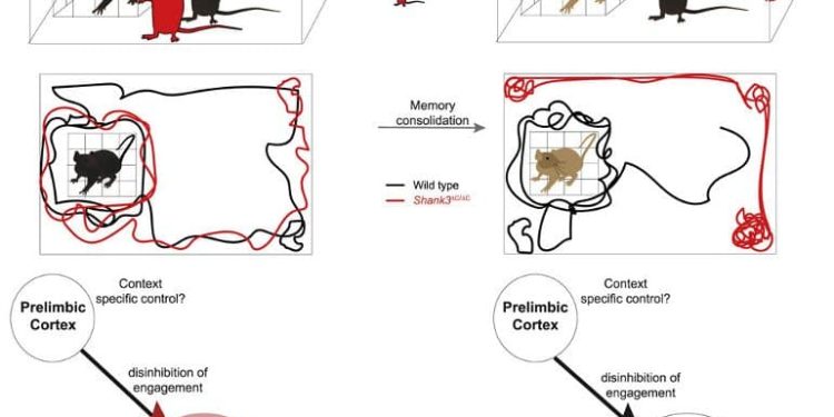Familiar Objects Can Prevent Autism-Like Behaviors in Mouse Model