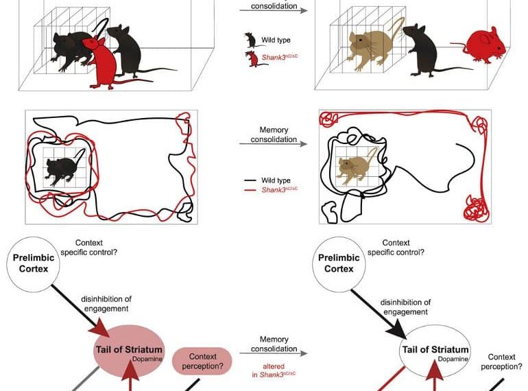 Familiar Objects Can Prevent Autism-Like Behaviors in Mouse Model