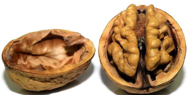 New Clues in the Brain Linking Pain and Food