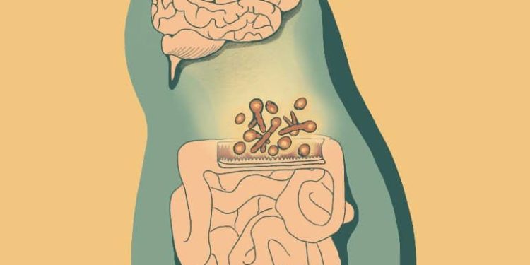 Preclinical Study Finds Gut Fungi Influence Neuroimmunity and Behavior