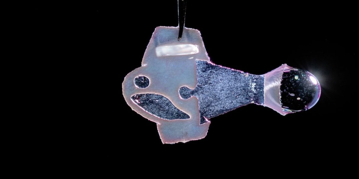 Harvard Scientists Invented a Biohybrid Fish That Swims Using Human Heart Cells