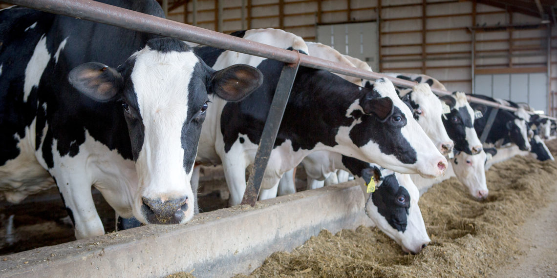 Dairy farmers want state money for robots