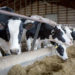 Dairy farmers want state money for robots