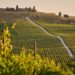 Bringing Blockchain To The Vinyard – This Startup Is Allowing Individuals To Buy Their Own Vine