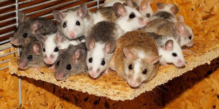 Discovery of a Novel Role for an Elusive Brain Region in Maternal Behaviors in Mice