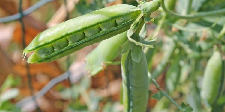 Plant Product Shows Promise in Mouse Model of Parkinson’s Disease