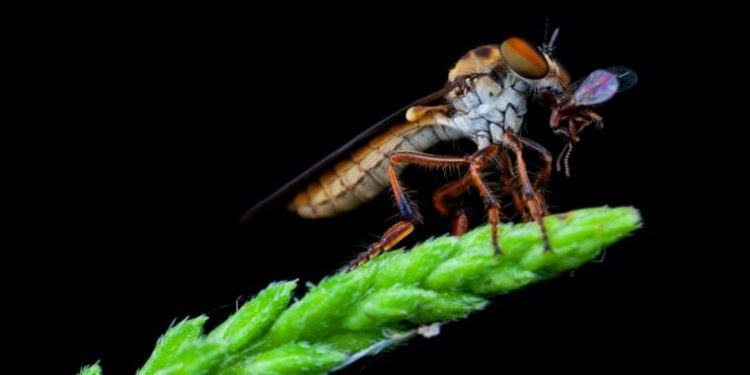 The robber fly is an aerodynamic acrobat that can catch its prey in midflight