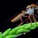 The robber fly is an aerodynamic acrobat that can catch its prey in midflight