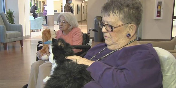 Robotic pets give comfort to residents at Fellowship Community in Whitehall | Lehigh Valley Regional News