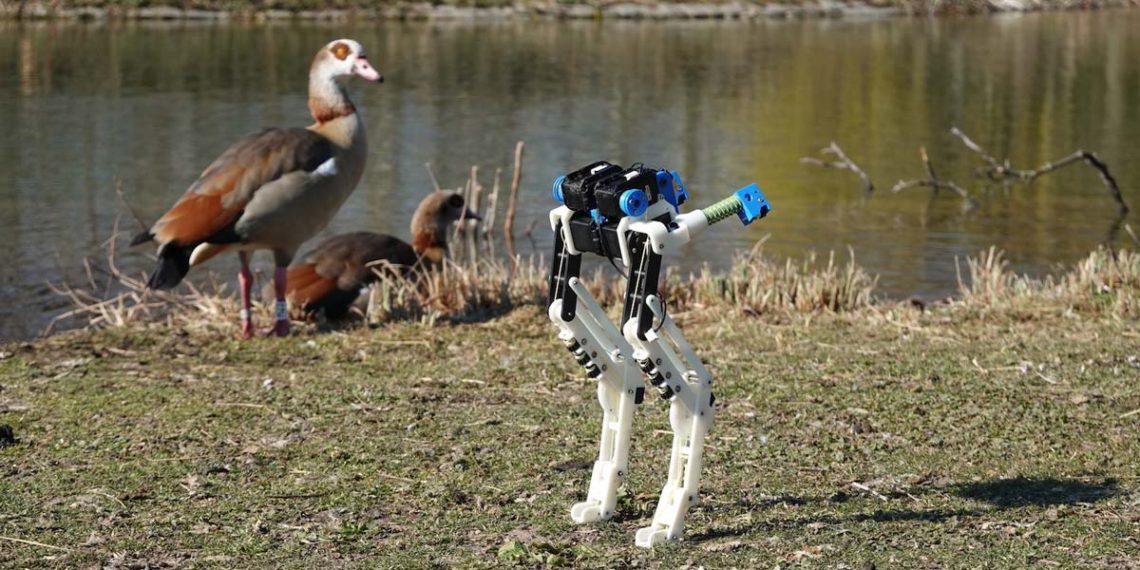 Bird-leg inspired robotics are more energy efficient