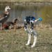 Bird-leg inspired robotics are more energy efficient