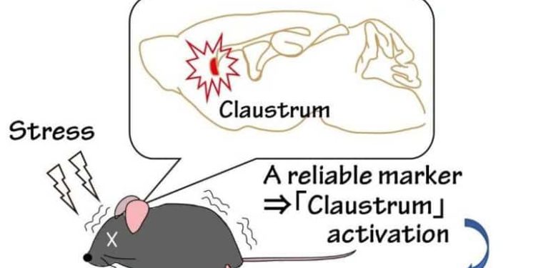 Switching off Specific Brain Cells Protects Against Stress