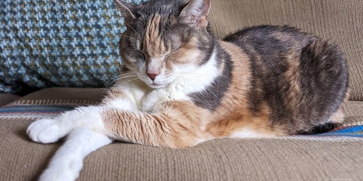 The Verge’s favorite pet tech