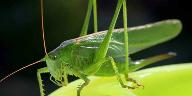 Insect-Inspired Robots Monitor Complex Environments