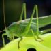 Insect-Inspired Robots Monitor Complex Environments