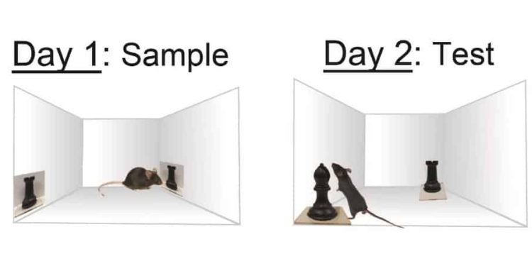 Photo or the Real Thing? Mice Can Inherently Recall and Tell Them Apart