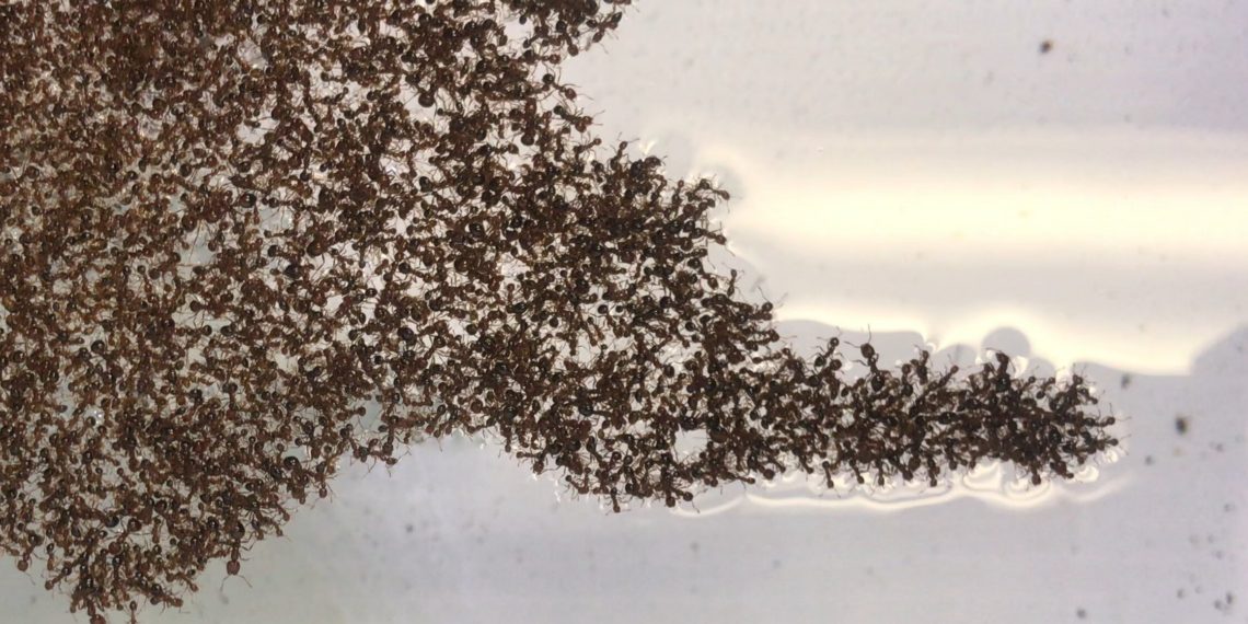 The physics of fire ant rafts could help engineers design swarming robots