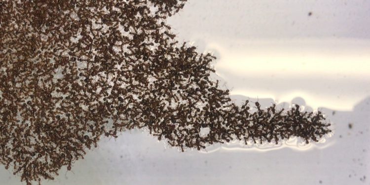 The physics of fire ant rafts could help engineers design swarming robots