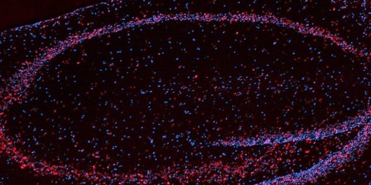 Long-Suspected Turbocharger for Memory Found in Brain Cells of Mice