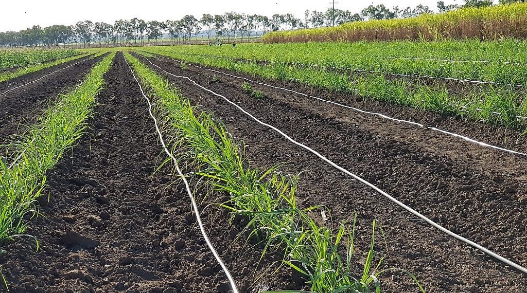 PepsiCo taps Israeli startup N-Drip for drip irrigation tech