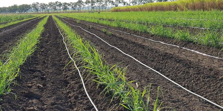 PepsiCo taps Israeli startup N-Drip for drip irrigation tech