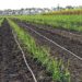 PepsiCo taps Israeli startup N-Drip for drip irrigation tech