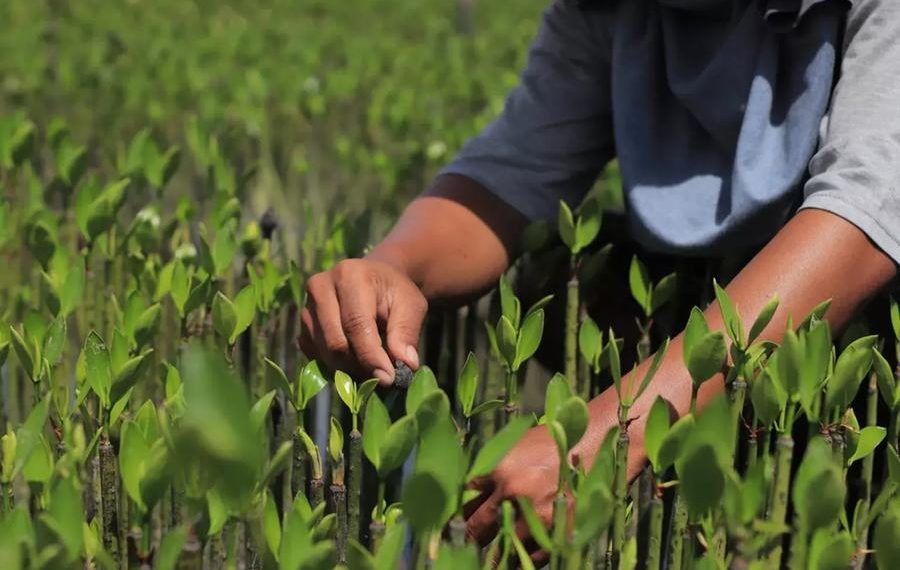 Fintech Company Thunes partners with Handprint to drive sustainability